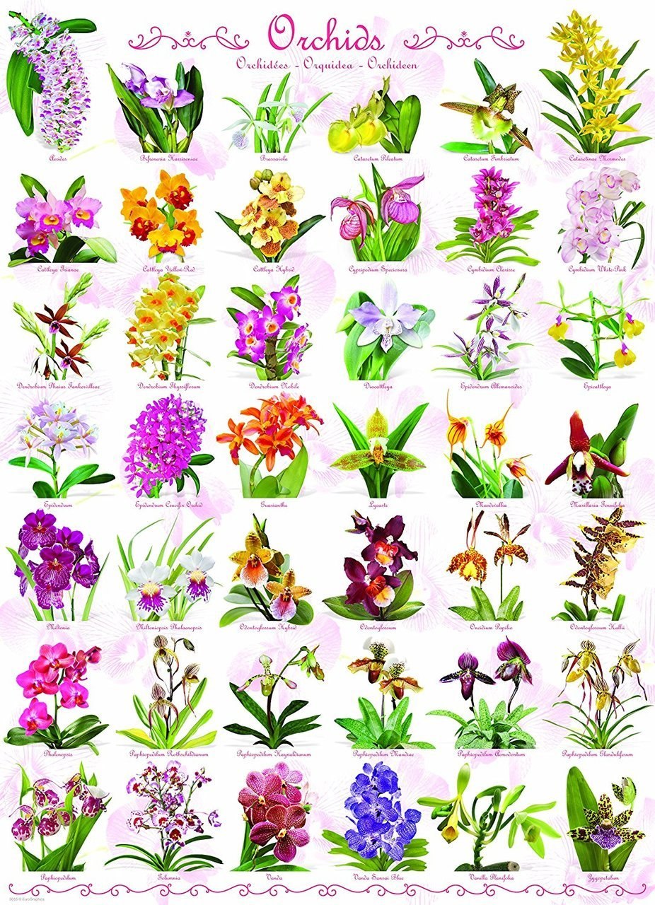 Orchids - 1000pc Jigsaw Puzzle by Eurographics - image 1