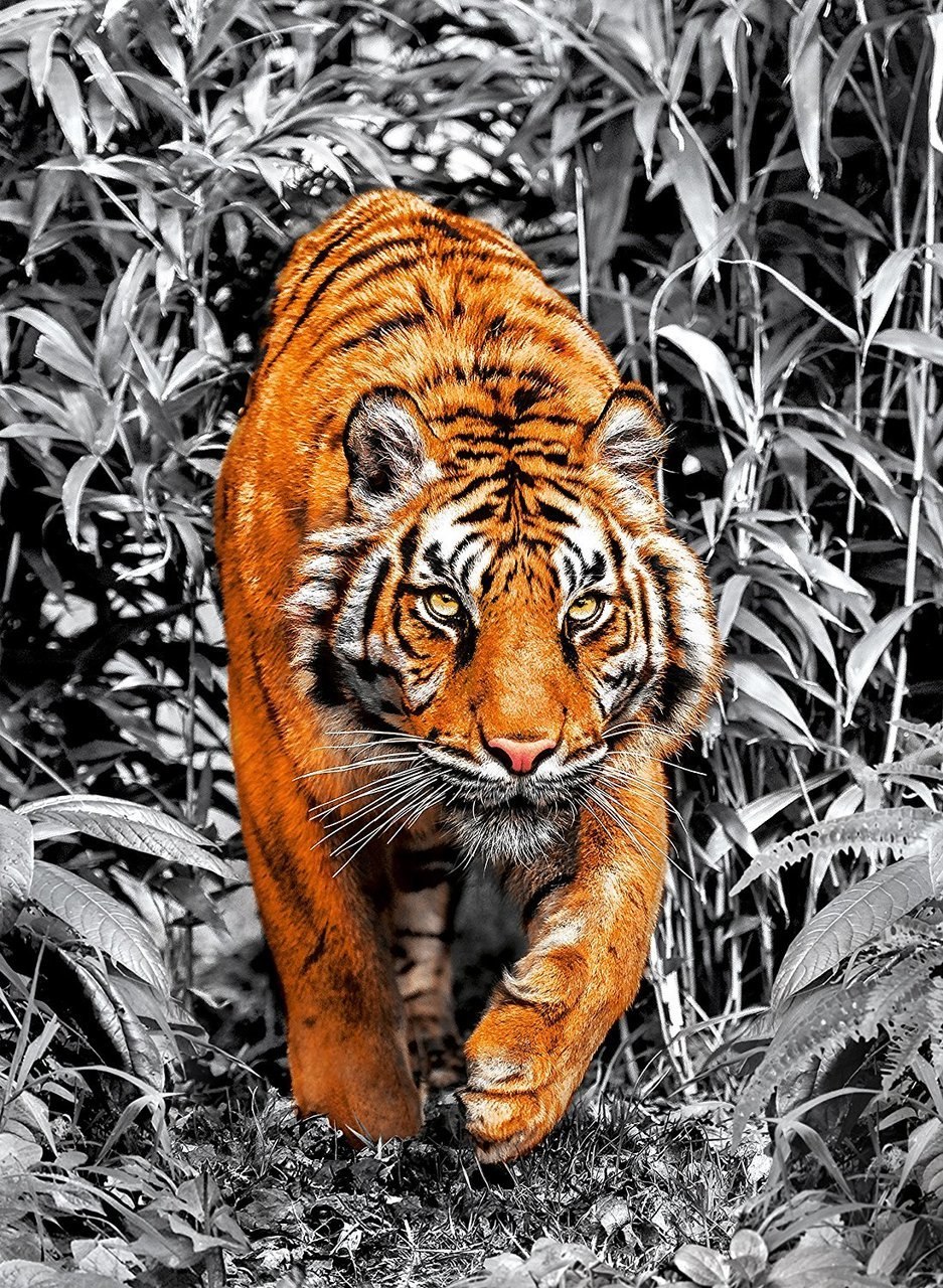 Platinum Collection: Tiger - 1000pc Jigsaw Puzzle by Clementoni  			  					NEW - image 2