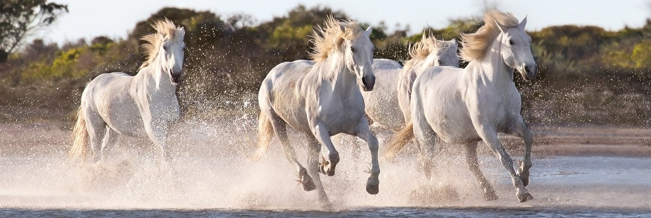 Running Horses - 1000pc Panoramic Jigsaw Puzzle by Clementoni  			  					NEW - image 2