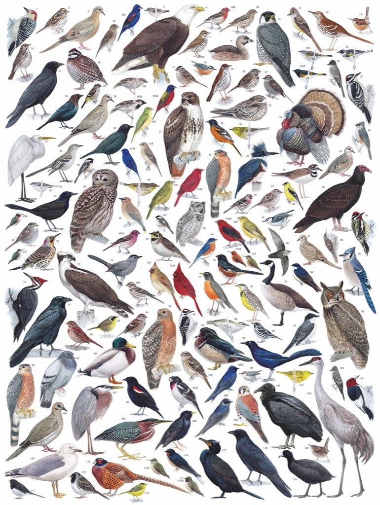 Birds of Eastern/Central North American Birds - 1000pc Jigsaw Puzzle by New York Puzzle Company  			  					NEW - image 3