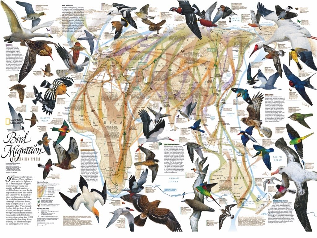 Eastern Bird Migration - 1000pc Jigsaw Puzzle by New York Puzzle Company  			  					NEW - image 3