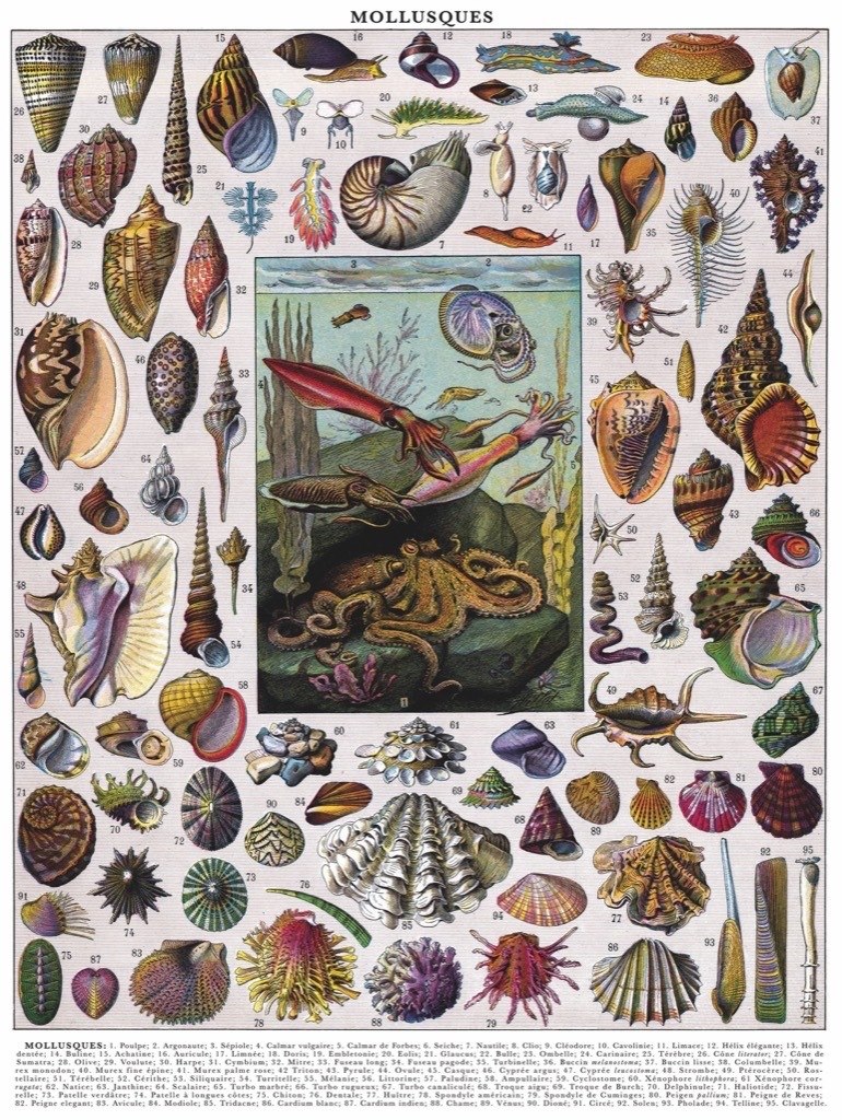 Mollusks - 1000pc Jigsaw Puzzle by New York Puzzle Company  			  					NEW - image 3