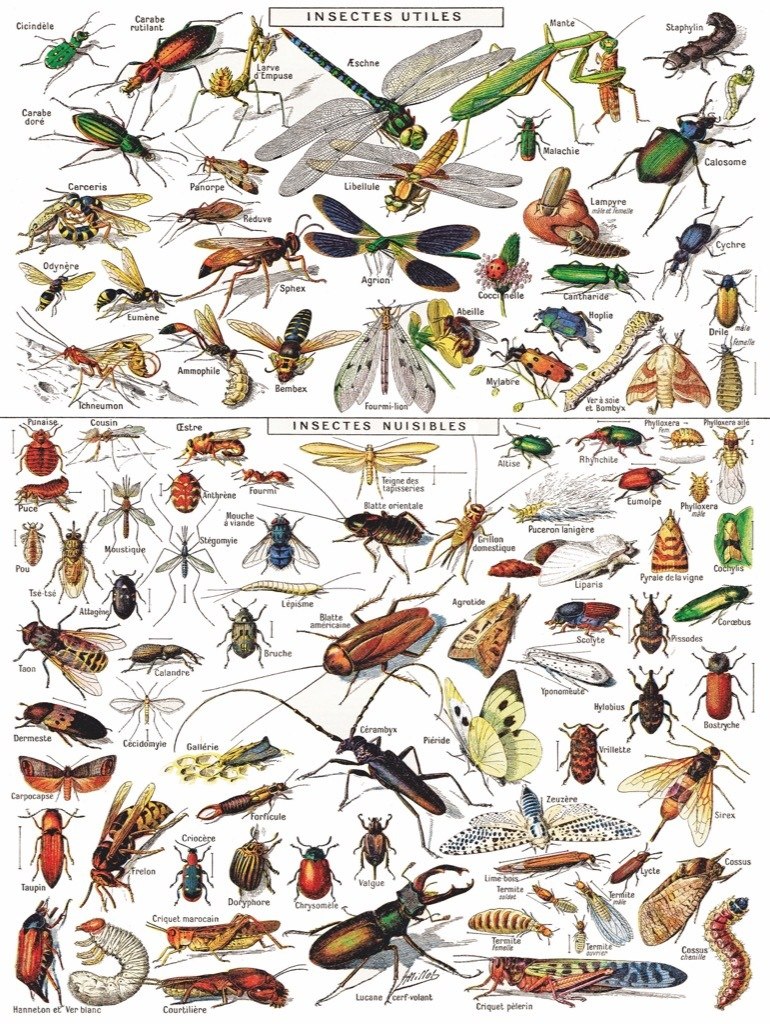 Insects ~ Insectes - 1000pc Jigsaw Puzzle by New York Puzzle Company  			  					NEW - image 3