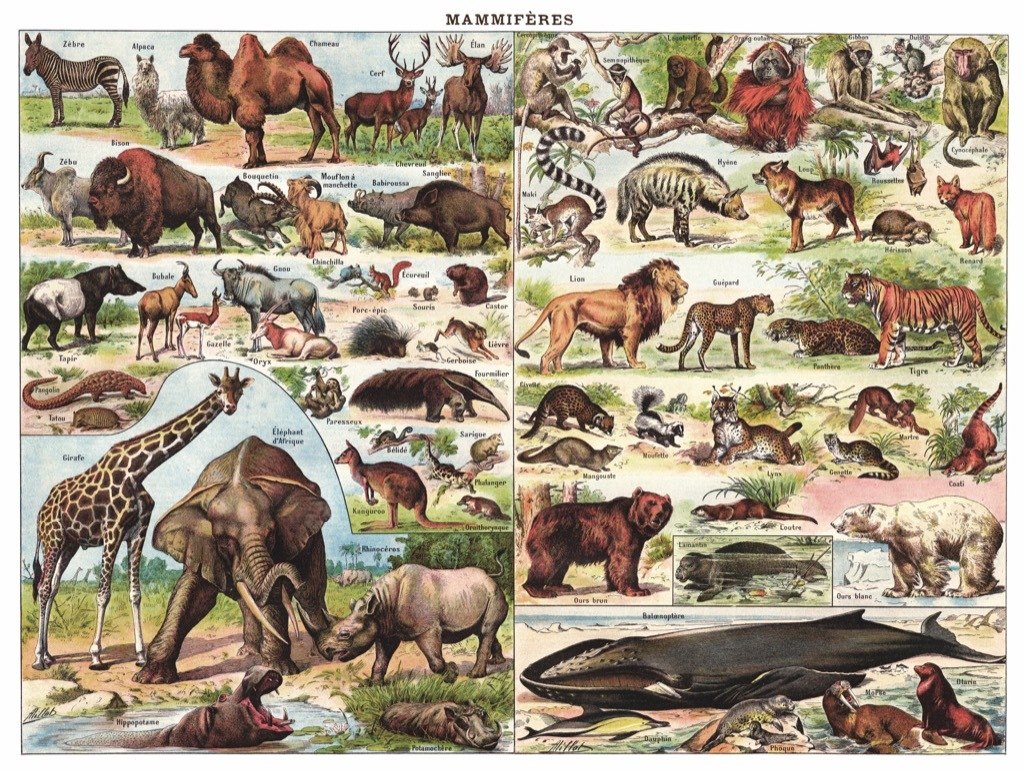 Mammals ~ Mammifères - 1000pc Jigsaw Puzzle by New York Puzzle Company  			  					NEW - image 3