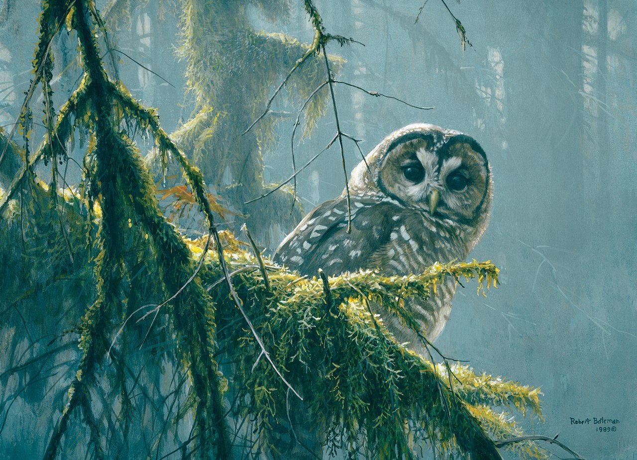 Mossy Branches, Spotted Owl - 500pc Jigsaw Puzzle By Cobble Hill  			  					NEW