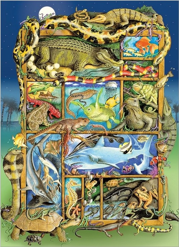 Reptiles and Amphibians - 350pc Family Jigsaw Puzzle by Cobble Hill  			  					NEW