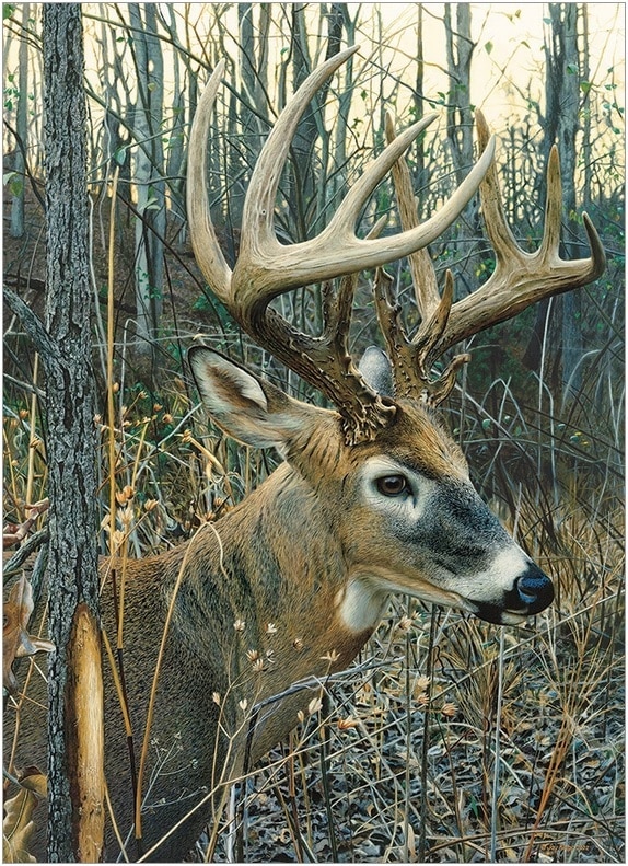 White-tailed Deer - 1000pc Jigsaw Puzzle By Cobble Hill  			  					NEW