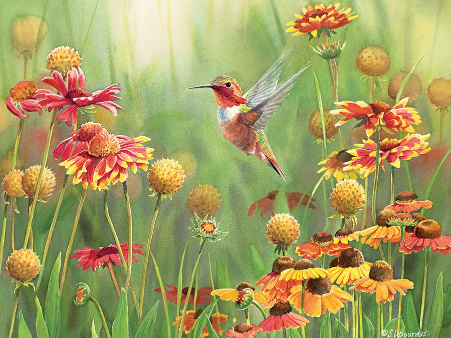 Rufous Hummingbird - 500pc Jigsaw Puzzle By Cobble Hill  			  					NEW