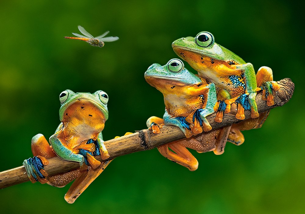 The Frog Companions - 500pc Jigsaw Puzzle By Castorland