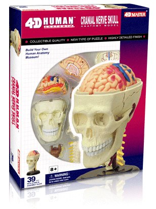 Human Cranial Nerve Skull - 39pc 4D Human Anatomy Educational Puzzle - image main