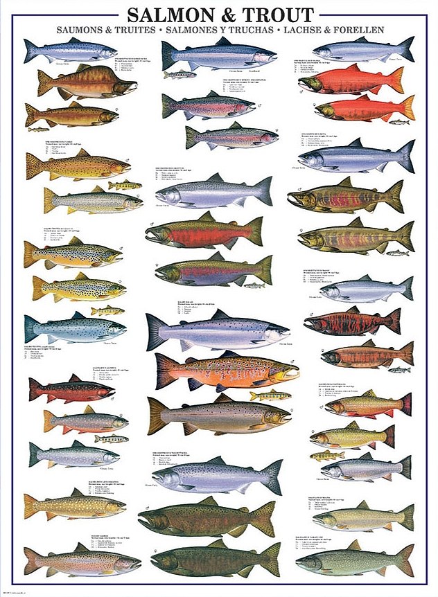 Salmon & Trout - 1000pc Jigsaw Puzzle by Eurographics