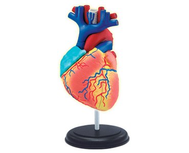 Human Heart - 31pc 4D Human Anatomy Puzzle - image 2