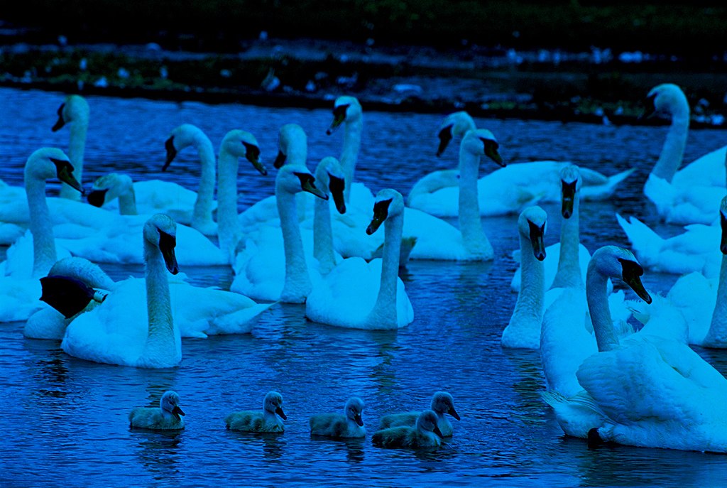 Swan Family - 1000pc Glow-in-the-Dark Jigsaw Puzzle by Tomax - image 1