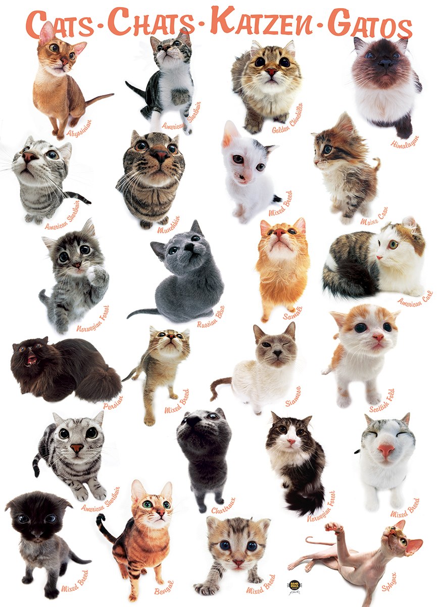 Cat Breeds by Morito - 300pc Jigsaw Puzzle by Eurographics