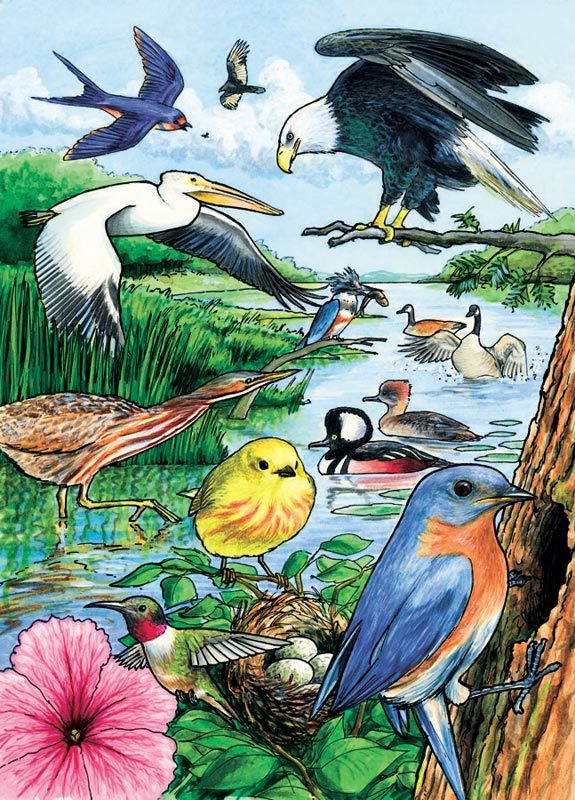 North American Birds - 35pc Tray Puzzle by Cobble Hill