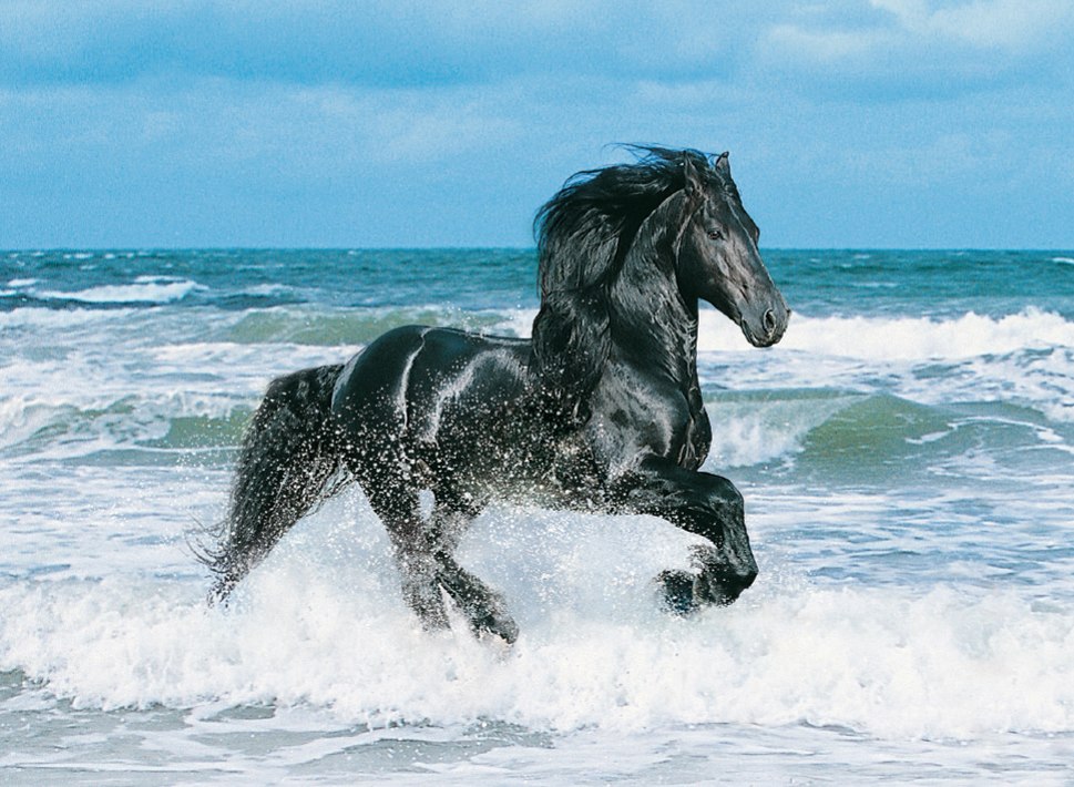 Black Horse  - 500pc Jigsaw Puzzle by Clementoni - image main