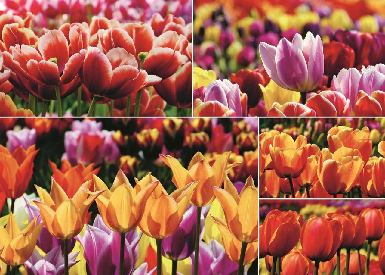 Holland Tulips - 1000pc Jigsaw Puzzle By Jumbo  			  					NEW