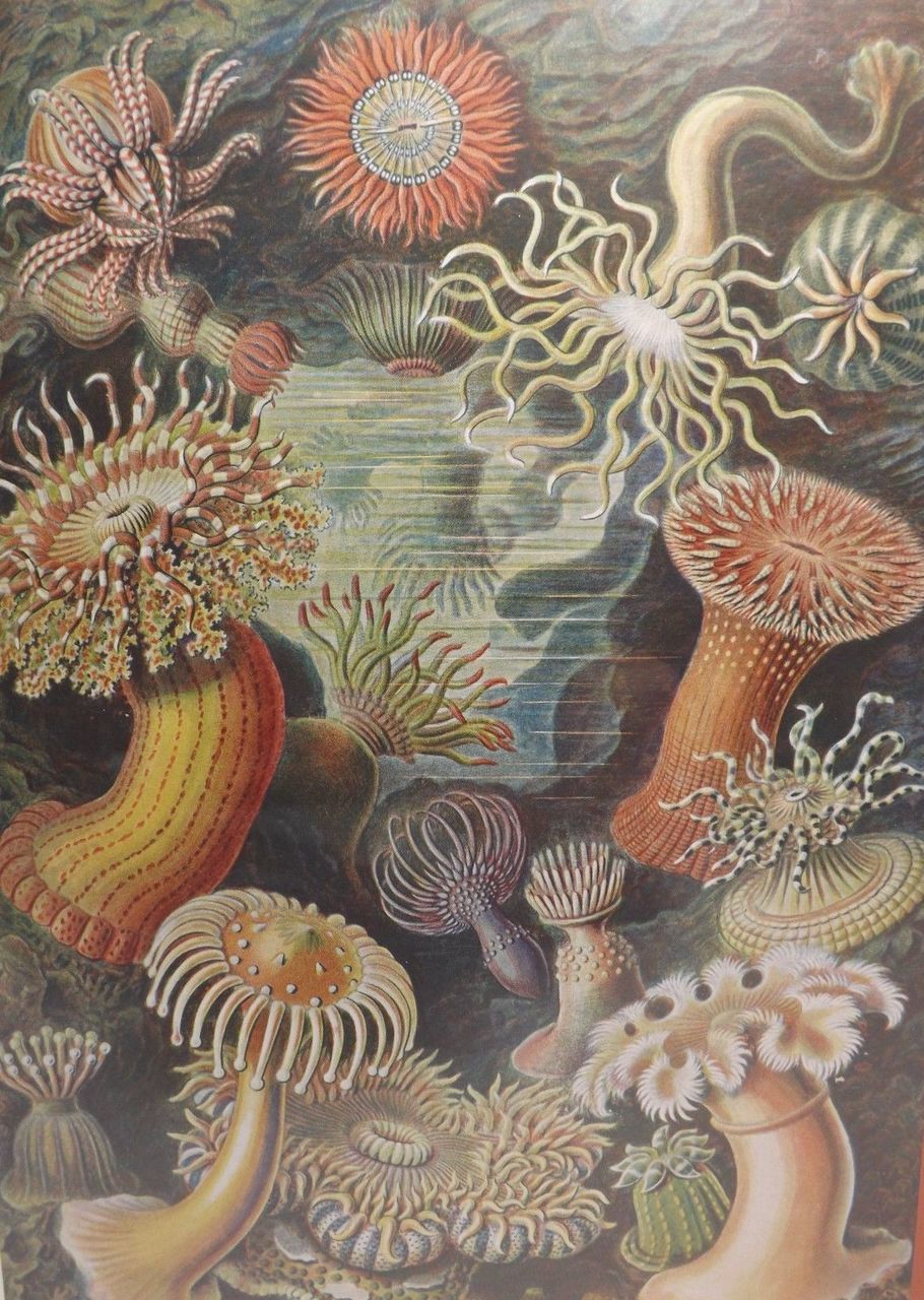 Haeckel: Sea Anemones - 500pc Jigsaw Puzzle by Pomegranate  			  					NEW