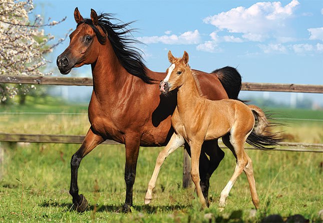 Mare and Foal - 260pc Jigsaw Puzzle by Castorland