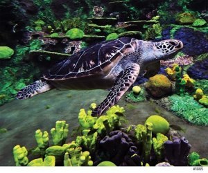 SeaWorld Sea Turtle - 500pc Jigsaw Puzzle by Andrews + Blaine