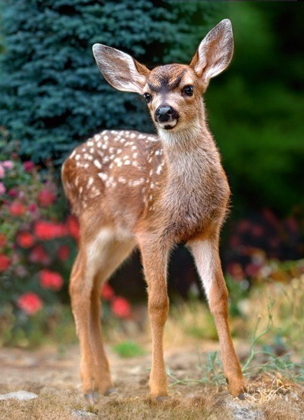 Baby Deer - 120pc Jigsaw Puzzle By Castorland