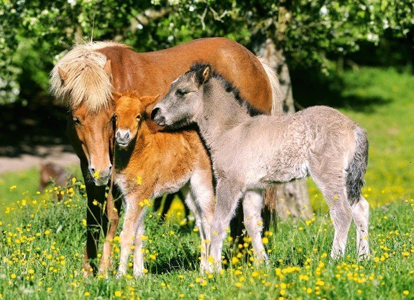 Ponies in the Meadow - 120pc Jigsaw Puzzle By Castorland - image main