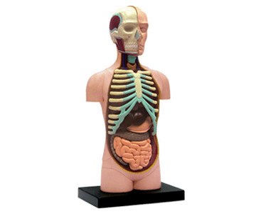 Human Torso - 32pc 4D Human Anatomy Puzzle - image 2