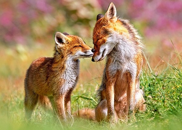 Little Fox and his Mum - 120pc Jigsaw Puzzle By Castorland