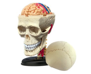Human Cranial Nerve Skull - 39pc 4D Human Anatomy Educational Puzzle - image 1
