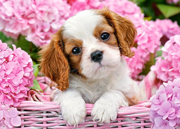 Pup in Pink Flowers - 180pc Jigsaw Puzzle By Castorland