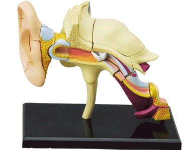 Human Ear - 22pc 4D Human Anatomy Educational Puzzle - image 2