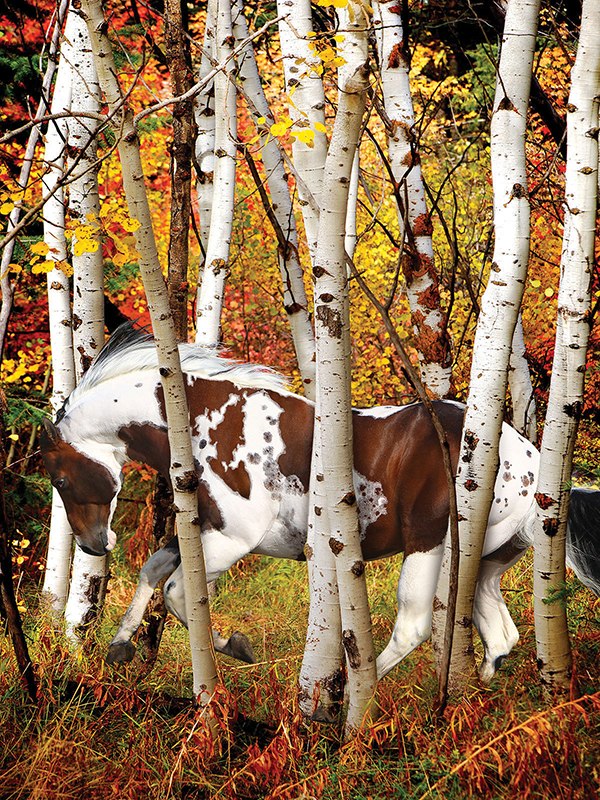 Hideaway Horse - 300pc Jigsaw Puzzle by Lafayette Puzzle Factory