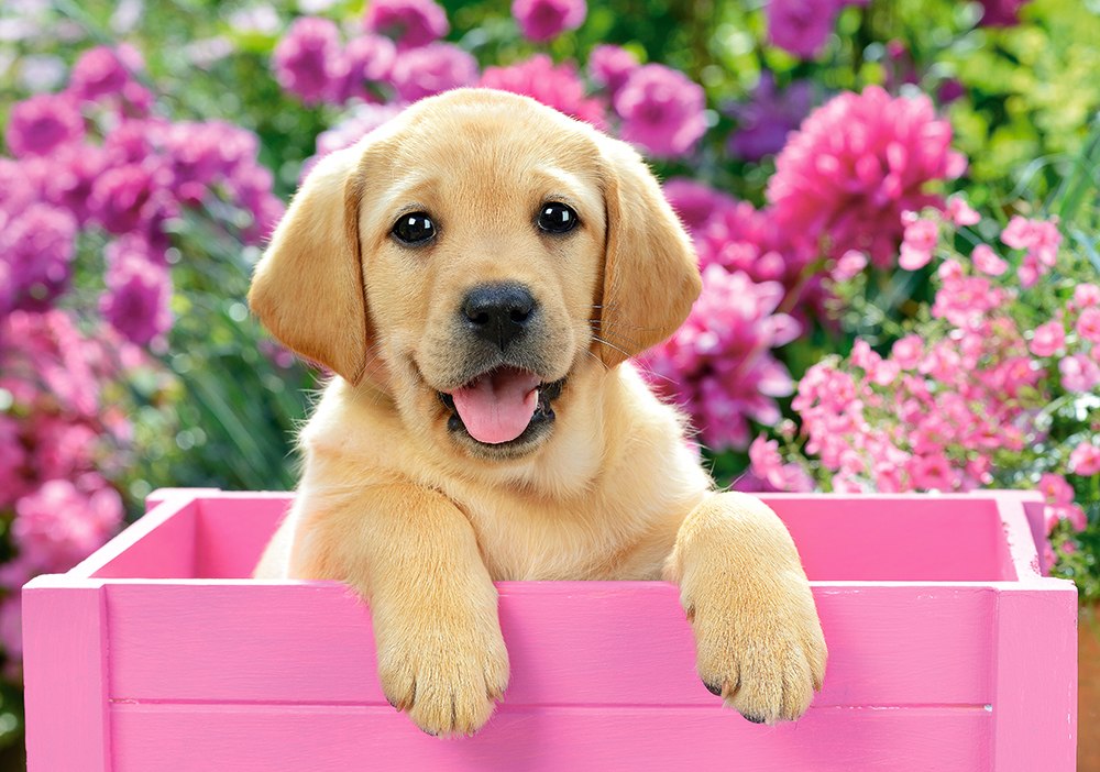 Labrador Puppy in Pink Box - 500pc Jigsaw Puzzle By Castorland