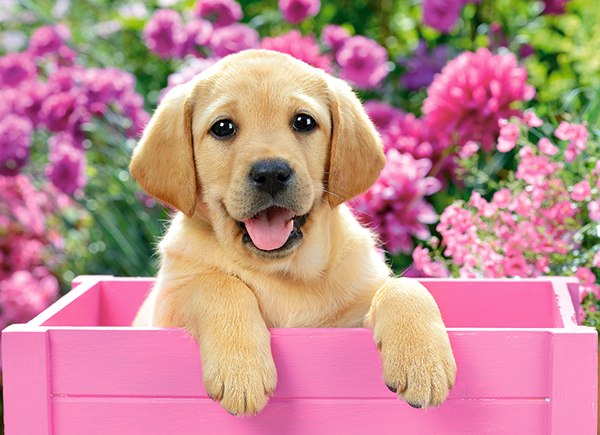 Labrador Puppy in Pink Box - 300pc Jigsaw Puzzle By Castorland