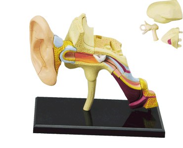 Human Ear - 22pc 4D Human Anatomy Educational Puzzle - image 1