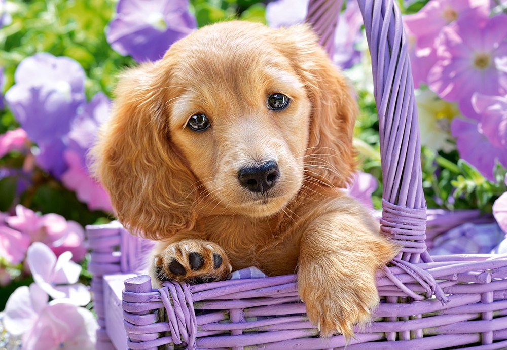 Puppy in Basket - 1000pc Jigsaw Puzzle By Castorland  			  					NEW - image main