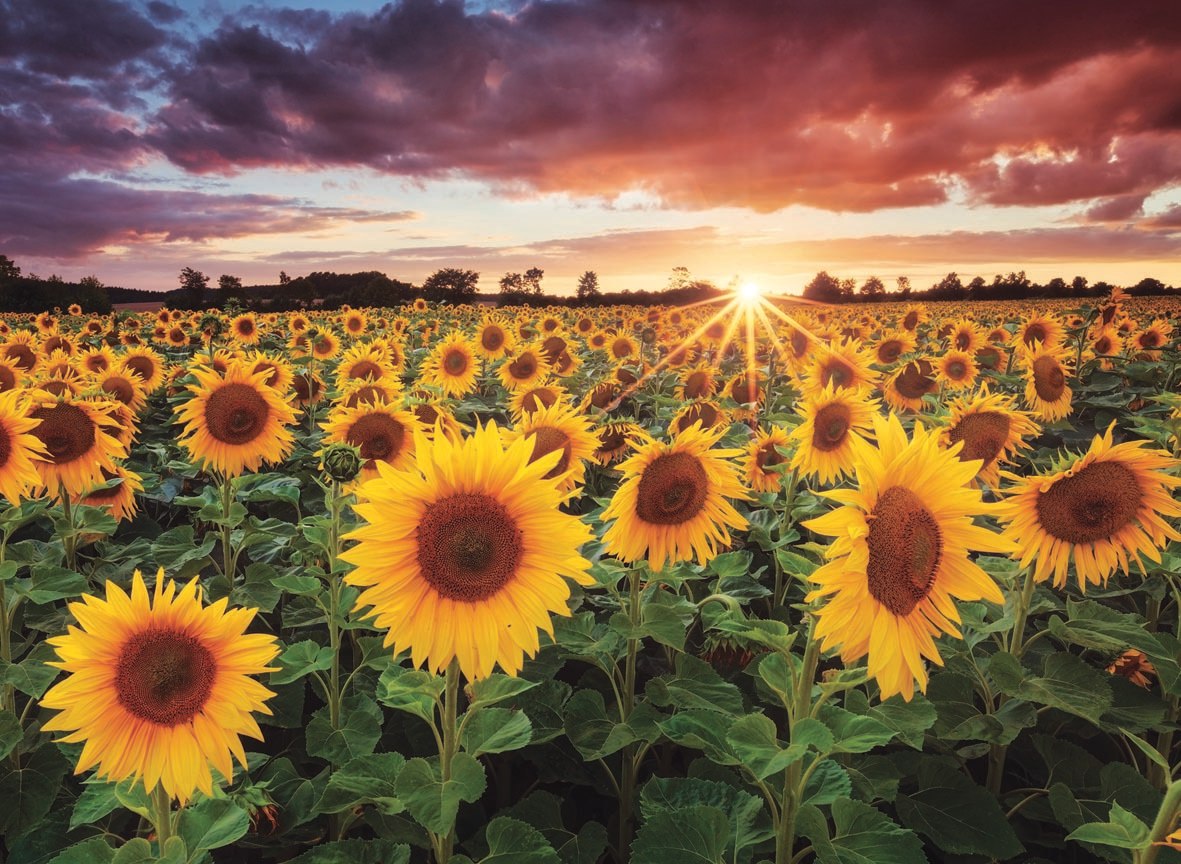 Field of Sunflowers at Dusk - 1000pc Jigsaw Puzzle by Anatolian