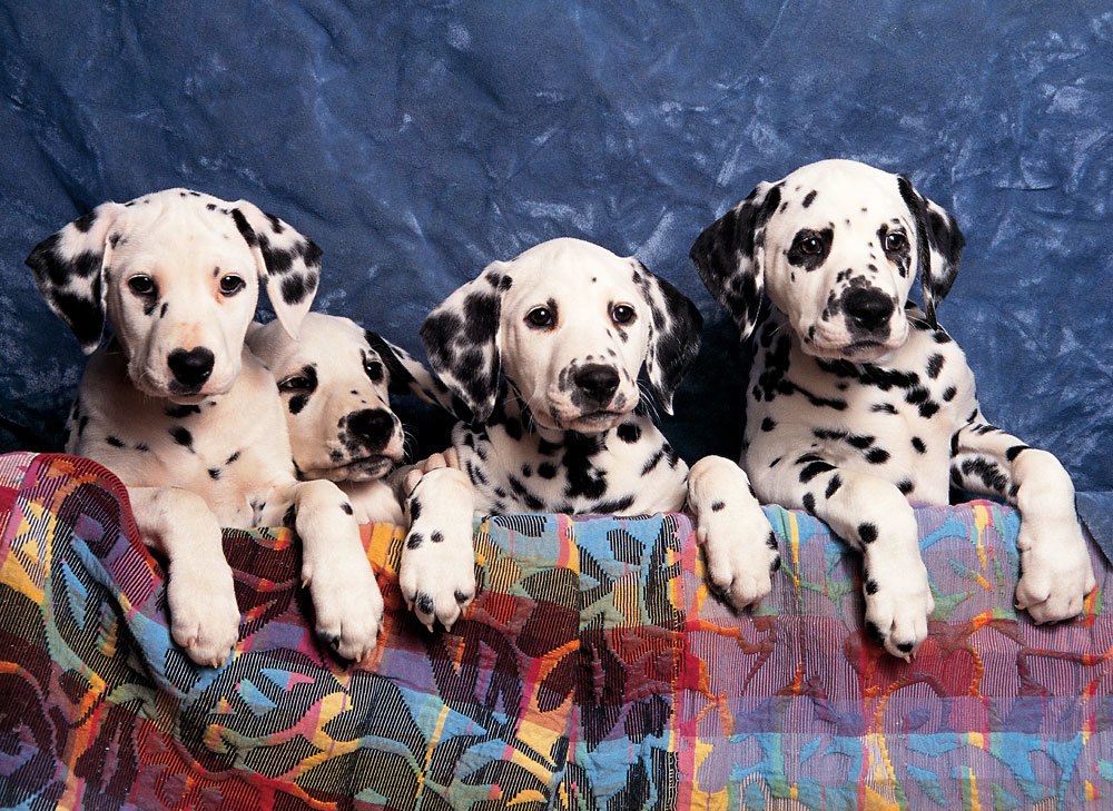Dalmatians - 500pc Jigsaw Puzzle By Tomax