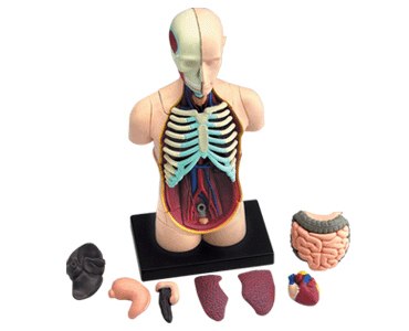 Human Torso - 32pc 4D Human Anatomy Puzzle - image 1