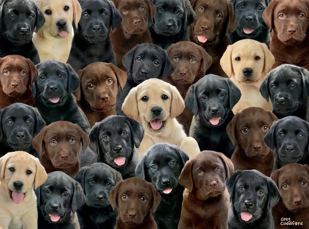 Labradors - 100pc Educational Jigsaw Puzzle by Ravensburger  			  					NEW - image 2