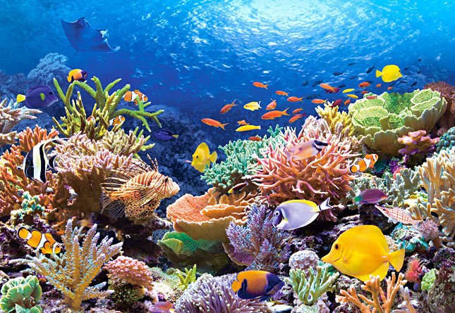 Coral Reef Fishes - 1000pc Jigsaw Puzzle by Castorland