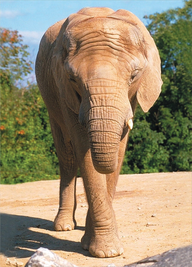 Wildlife: Elephant - 54pc Mini Jigsaw Puzzle by D-Toys