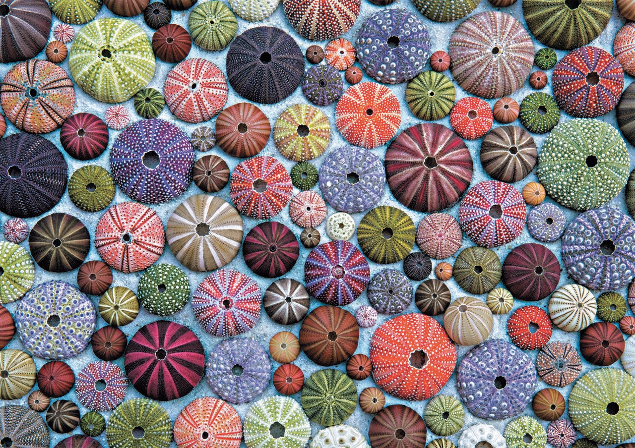 Sea Urchins - 1000pc Jigsaw Puzzle by Piatnik  			  					NEW