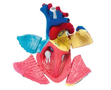 Human Heart - 31pc 4D Human Anatomy Puzzle - image 1