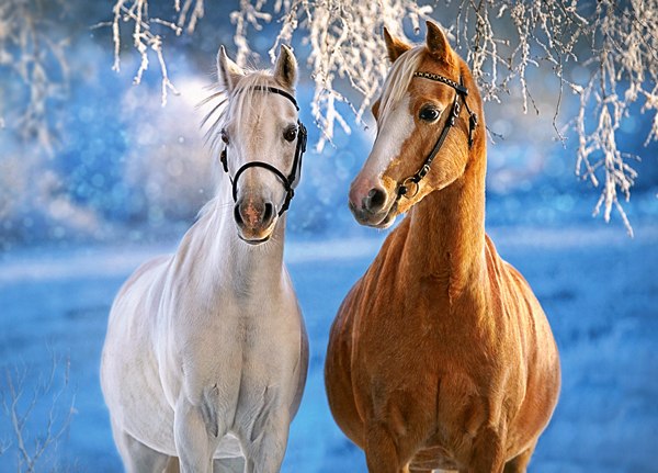 The Winter Horses - 260pc Jigsaw Puzzle By Castorland
