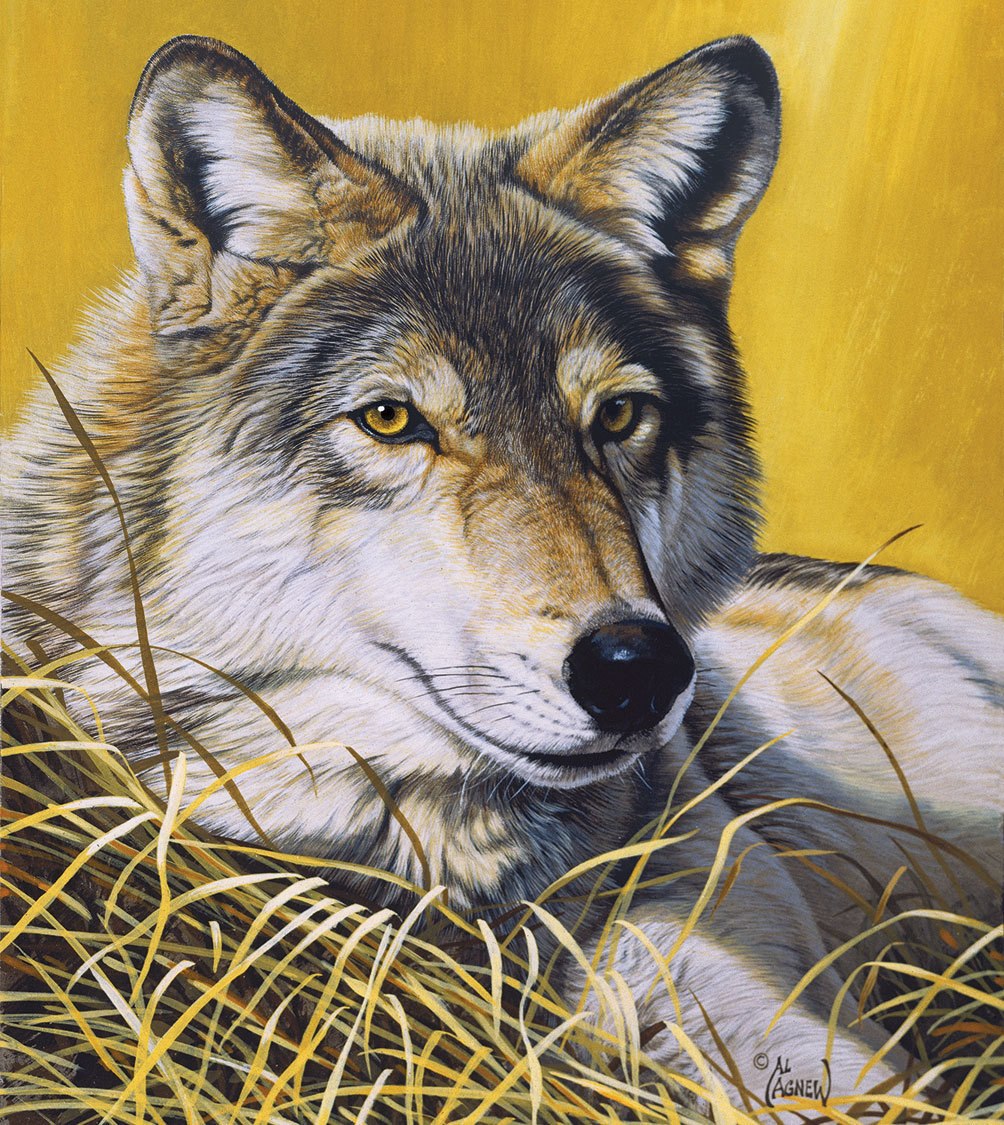 Yellow Eyes - 550pc Jigsaw Puzzle by SunsOut