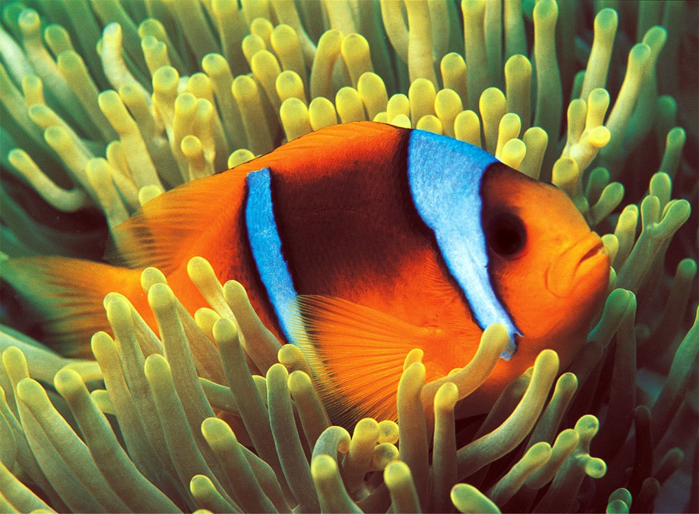 Clownfish - 500pc Glow in the Dark Jigsaw Puzzle By Tomax