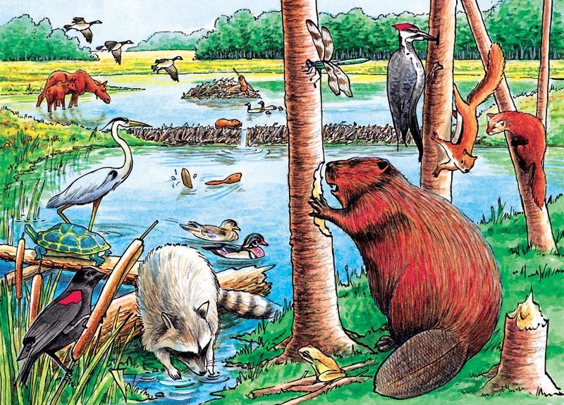 The Beaver Pond - 35pc Tray Puzzle by Cobble Hill