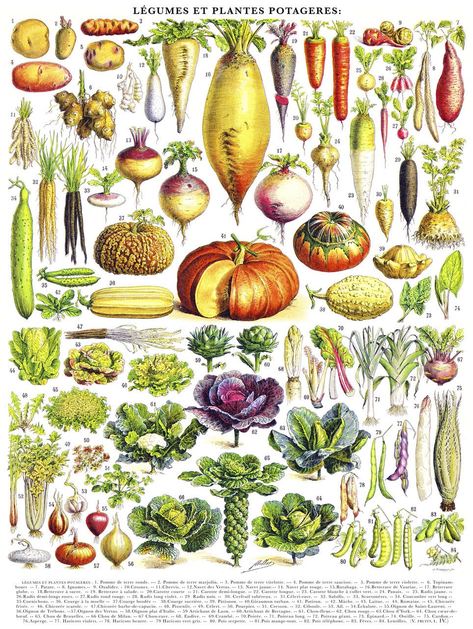 Vegetables/Legumes - 1000pc Jigsaw Puzzle by New York Puzzle Company