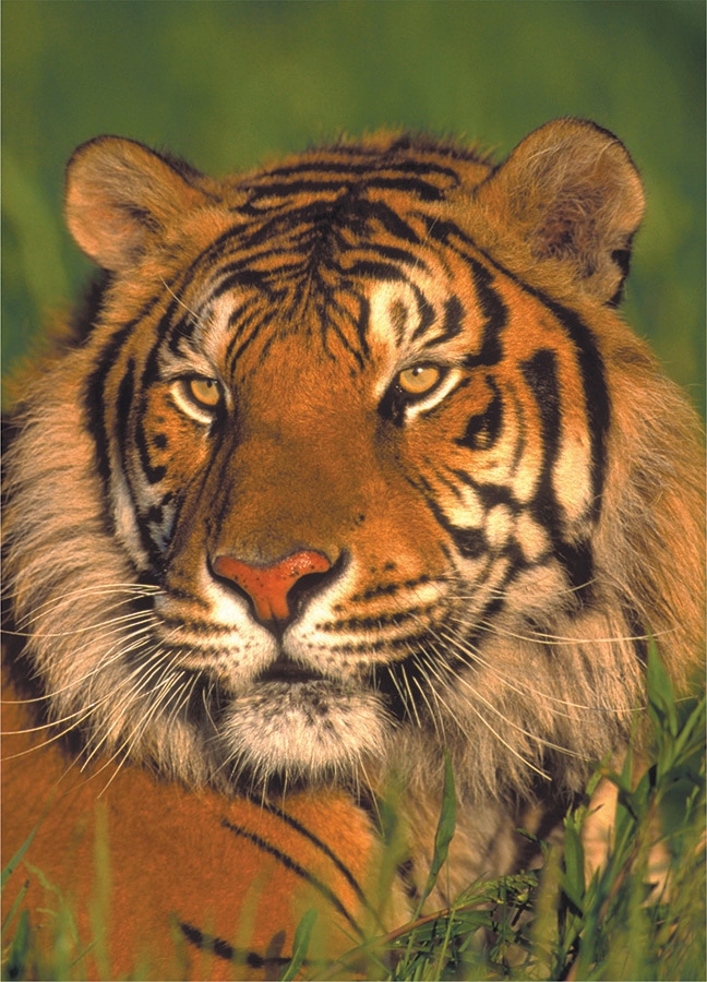 Wildlife: Tiger - 54pc Mini Jigsaw Puzzle by D-Toys